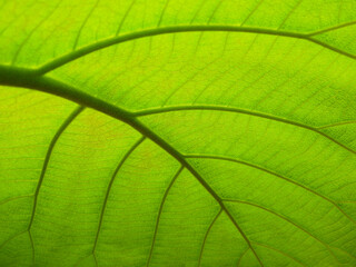 Naklejka na ściany i meble close up under the green leaf of teak tree