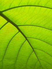 close up under the green leaf of teak tree