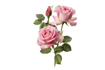 pink roses isolated on transparent background 