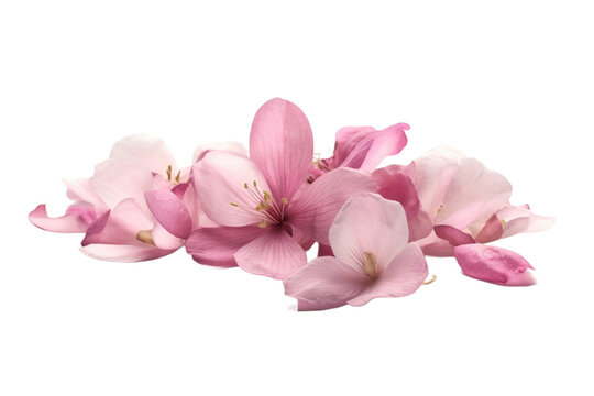 pink magnolia flower on transparent background 