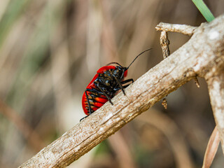 Black and red bugs on dried grass