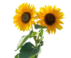 Fototapeta premium bright blooming sunflowers isolated on transparent background overlay texture