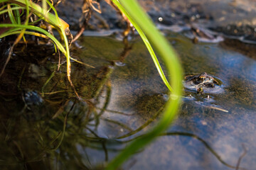 brown frog near pond on Kenyan hill