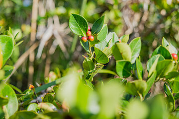 pictures of green vegetation in nature