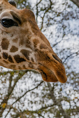 Kenyan giraffe close up pictures