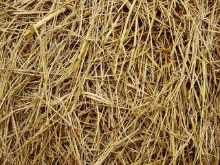 pile of dry straw in the rice fields