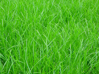 close up green grass on the lawn