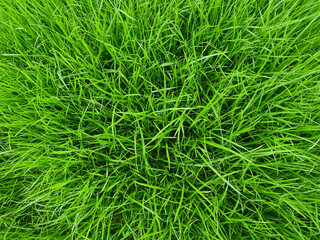 tall green grass background, top view shot