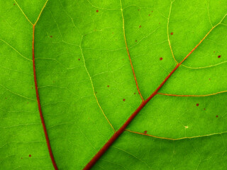 close up green leaf of Sea Grape tree ( Coccoloba uvifera (L.) L. ), texture background