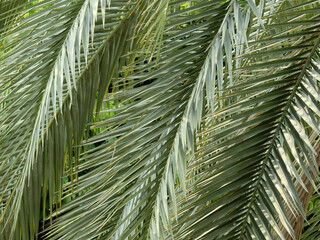 green palm leaf of silver date palm tree ( Phoenix sylvestris (L.) Roxb. )