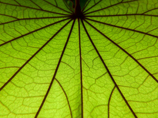 close up green leaf of Golden leaved liana ( Bauhnia aureifolia K. & S. S. Larsen )