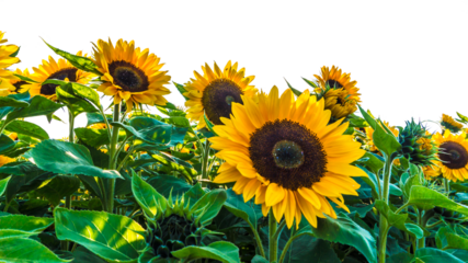 field of blooming sunflowers in sunshine isolated on transparent background overlay template