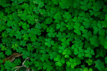 Lucky Irish Four Leaf Clover in the Field for St. Patricks Day