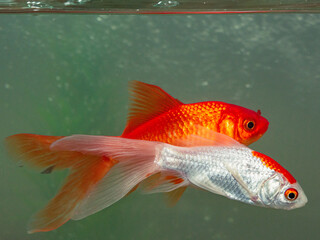 ornamental fish in home aquarium