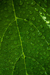 Healthy green leaf dripping water