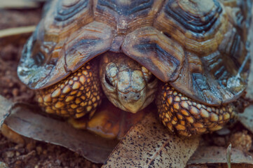 Kenyan young tortoise in the grass