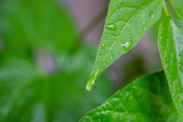 Healthy green leaf dripping water