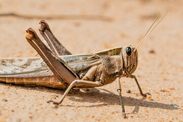 Grasshopper on the ground basking in the sun