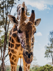 Kenyan giraffe close up pictures