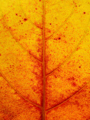 close up yellow autumn leaf of Sea almond ( Terminalia catappa L. )