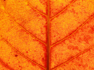 close up orange autumn leaf of Sea almond ( Terminalia catappa L. )