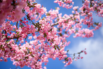 blossom