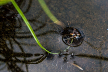 brown frog near pond on Kenyan hill