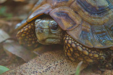Kenyan young tortoise in the grass