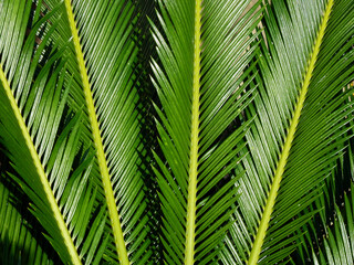 Naklejka na ściany i meble Sago palm leaf ( Cycas revoluta Thunb. )