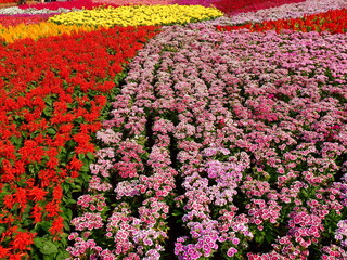 Beautiful flower field in the garden, red scarlet sage (Salvia splendens Sell ex Roem. & Schult)...