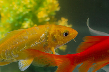 ornamental fish in home aquarium