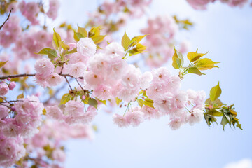 Obraz premium blossom