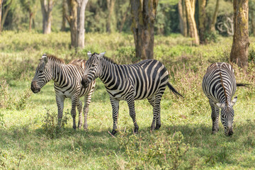 Fototapeta na wymiar Zebras grazing in groups at sunset in Mara triangle during migration season