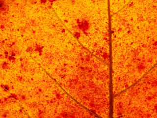 autumn leaf texture of Indian almond tree ( Terminalia catappa )