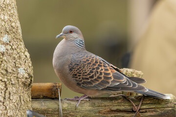 木組みに立つキジバト