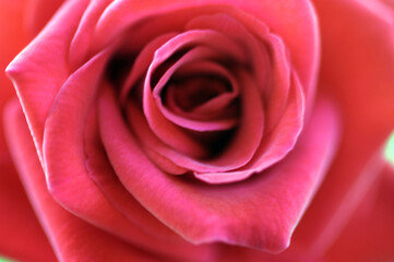 Cuore di rosa