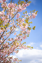 blossom