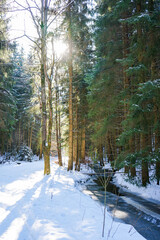 frozen river in a winter forst with tall fir trees and sunshine in germany vogtland