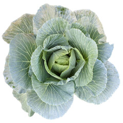 Green Cabbage Die-Cut Picture (White background)