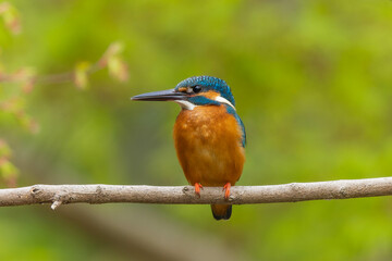 横に伸びた枝の上のカワセミ