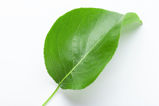 Green pear leaf on white background.