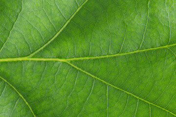 Green leaf macro. Texture of nature.