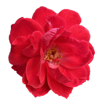 Image of red roses blooming in winter