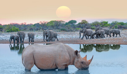 Rhino drinking water from a small lake - Group of elephant family drinking water in lake at amazing...