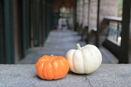 the pumpkins, the great image for Fall