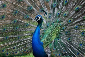 beautiful peacock 