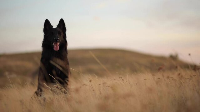 beautiful belgian shepherd tervueren sitting on a windy hill covered by yellow tall grass at sunset looking at the camera