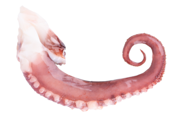 Squid tentacles isolated on white background. Fresh raw gigant squid. Top view.