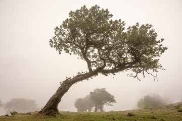 Mystic Forest - Mystischer Wald