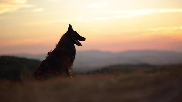 beautiful belgian shepherd tervueren dog sitting then walking across the frame on a mountain top with the sunset in the background in the summer